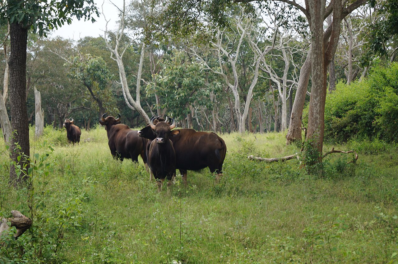 Mudumalai